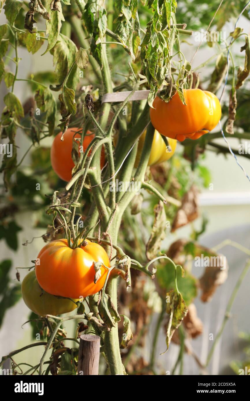 tomates en serre, concentration sélective Banque D'Images