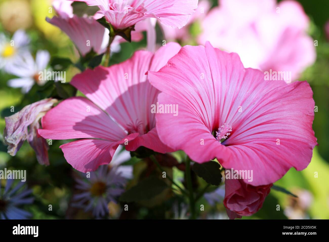 Fleurs de Lavater rose ou de malow annuel, rose, royal ou royal dans le jardin de près Banque D'Images