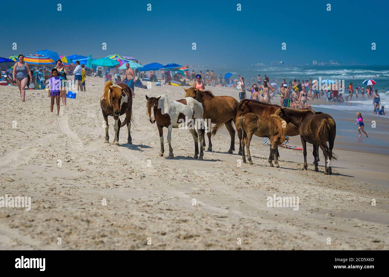 Wild Pony, Assateague Island National Seashore, Berlin, Maryland. Banque D'Images