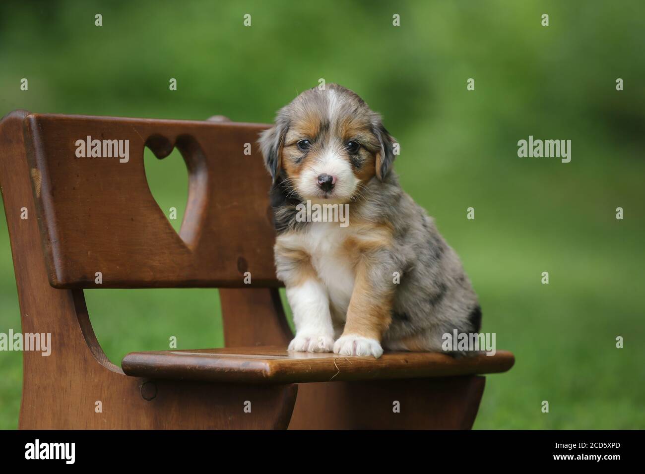 Blue Merle Aussiedoodle chiot assis sur un banc à l'extérieur avec arrière-plan vert Banque D'Images