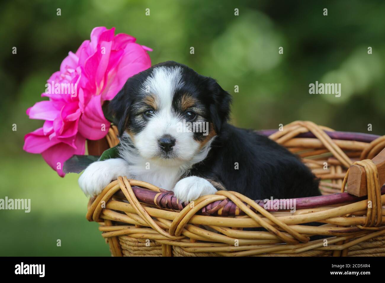 Aussiedoodle chiot assis dans un panier extérieur avec fond vert Banque D'Images