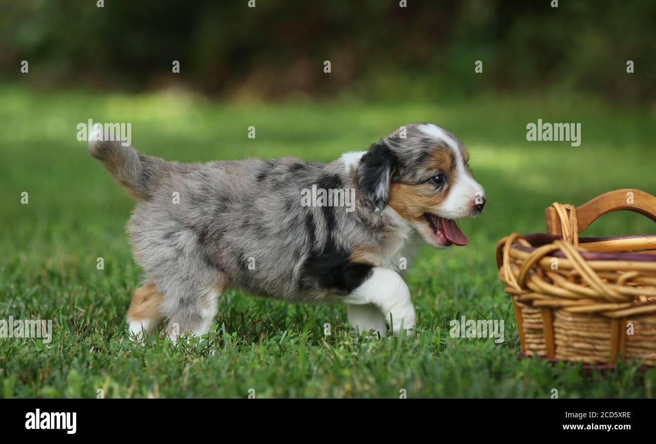 Blue Merle Aussiedoodle chiot jouant dans l'herbe par panier Banque D'Images