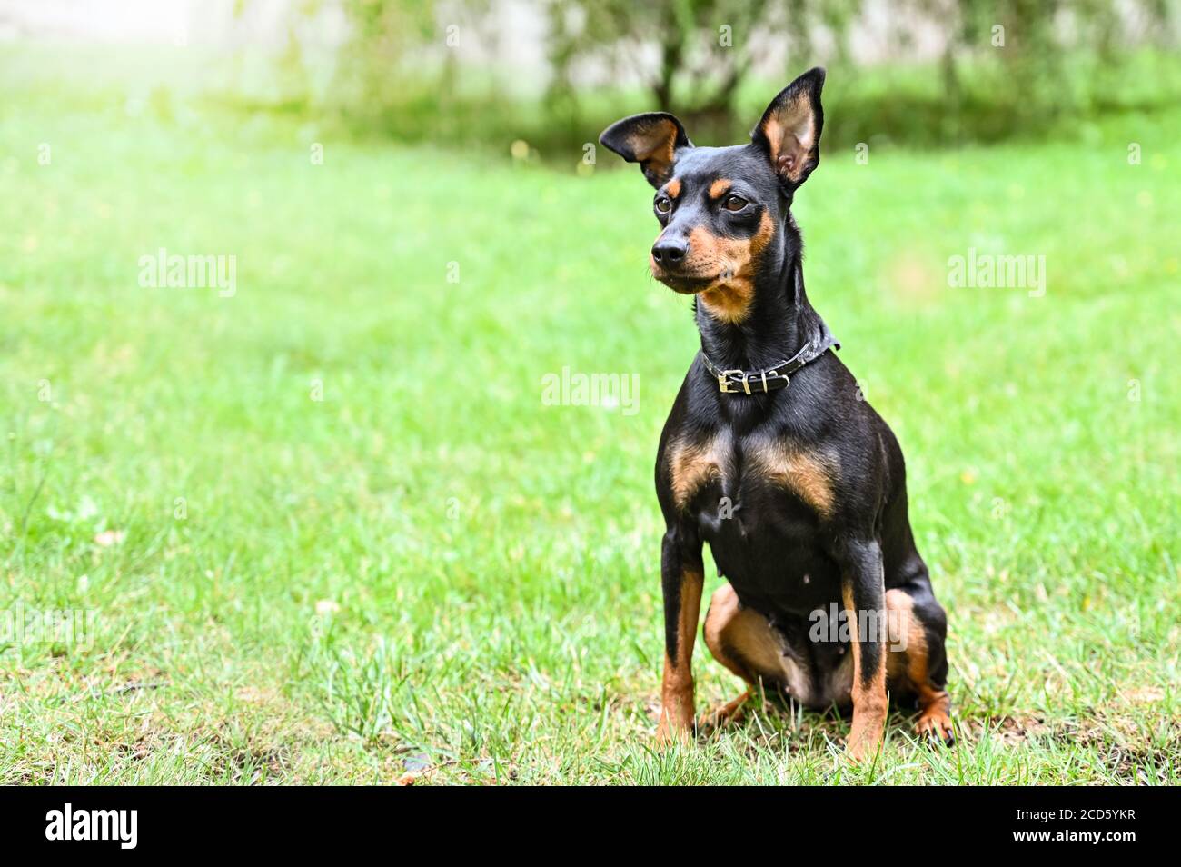 Chien doberman pinscher animal nain ami Banque D'Images