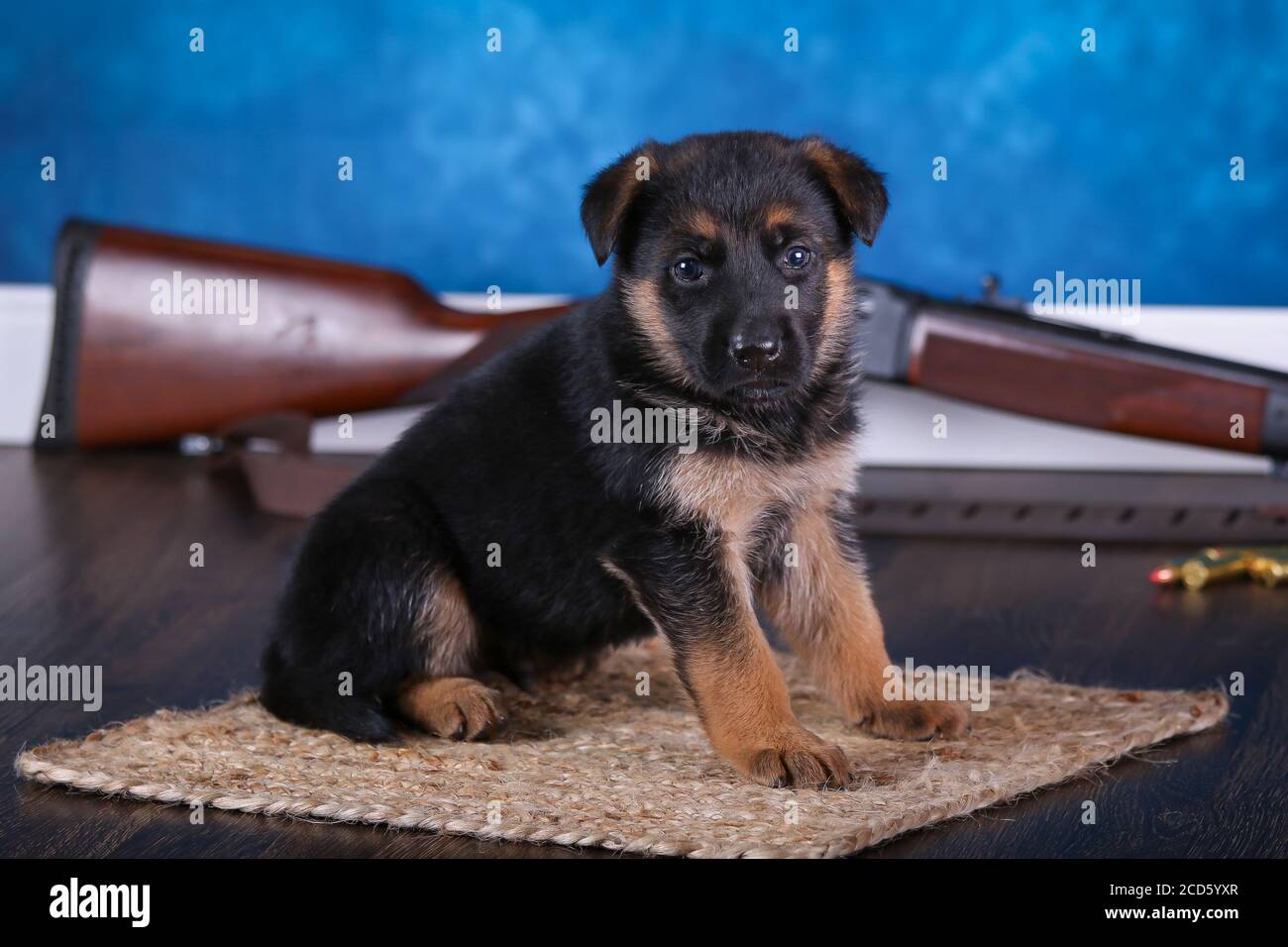 Berger allemand Puppy assis devant un fusil et puces Banque D'Images