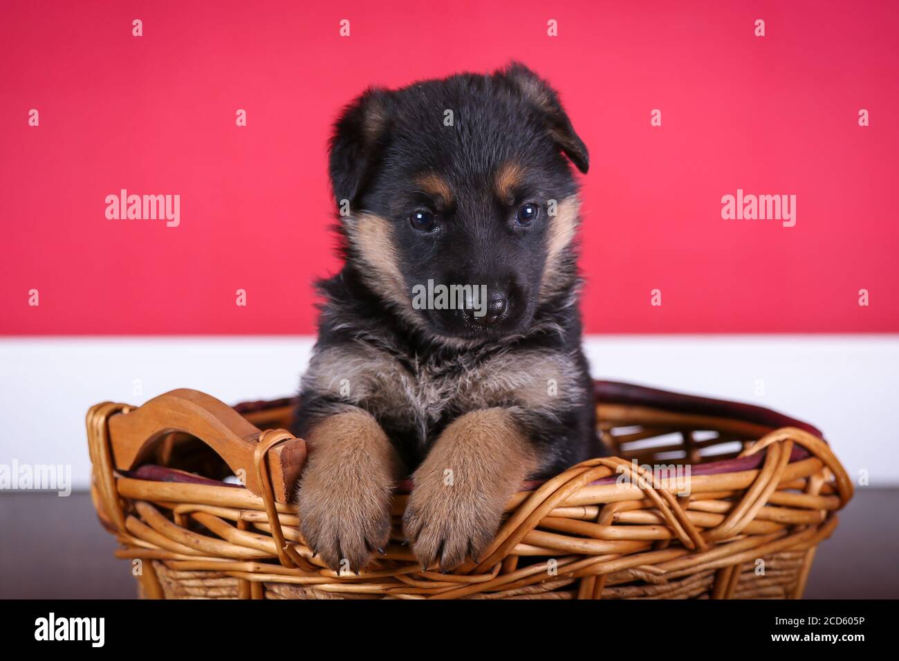 Berger allemand Puppy assis dans le panier Banque D'Images