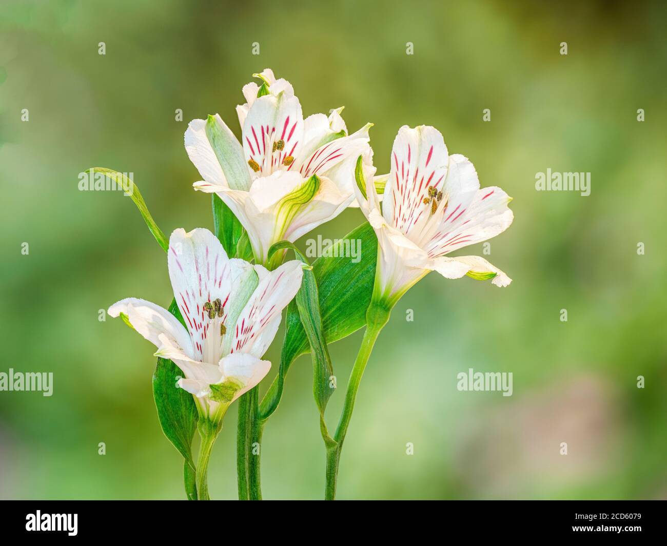 Gros plan du Lily blanc des fleurs des Incas (Alstroemeria) Banque D'Images