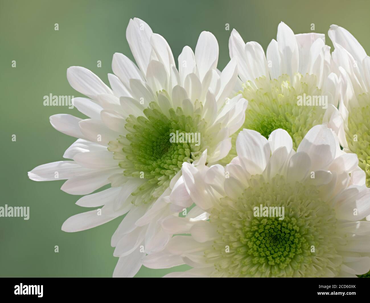 Gros plan de fleurs de chrysanthème blanc Banque D'Images