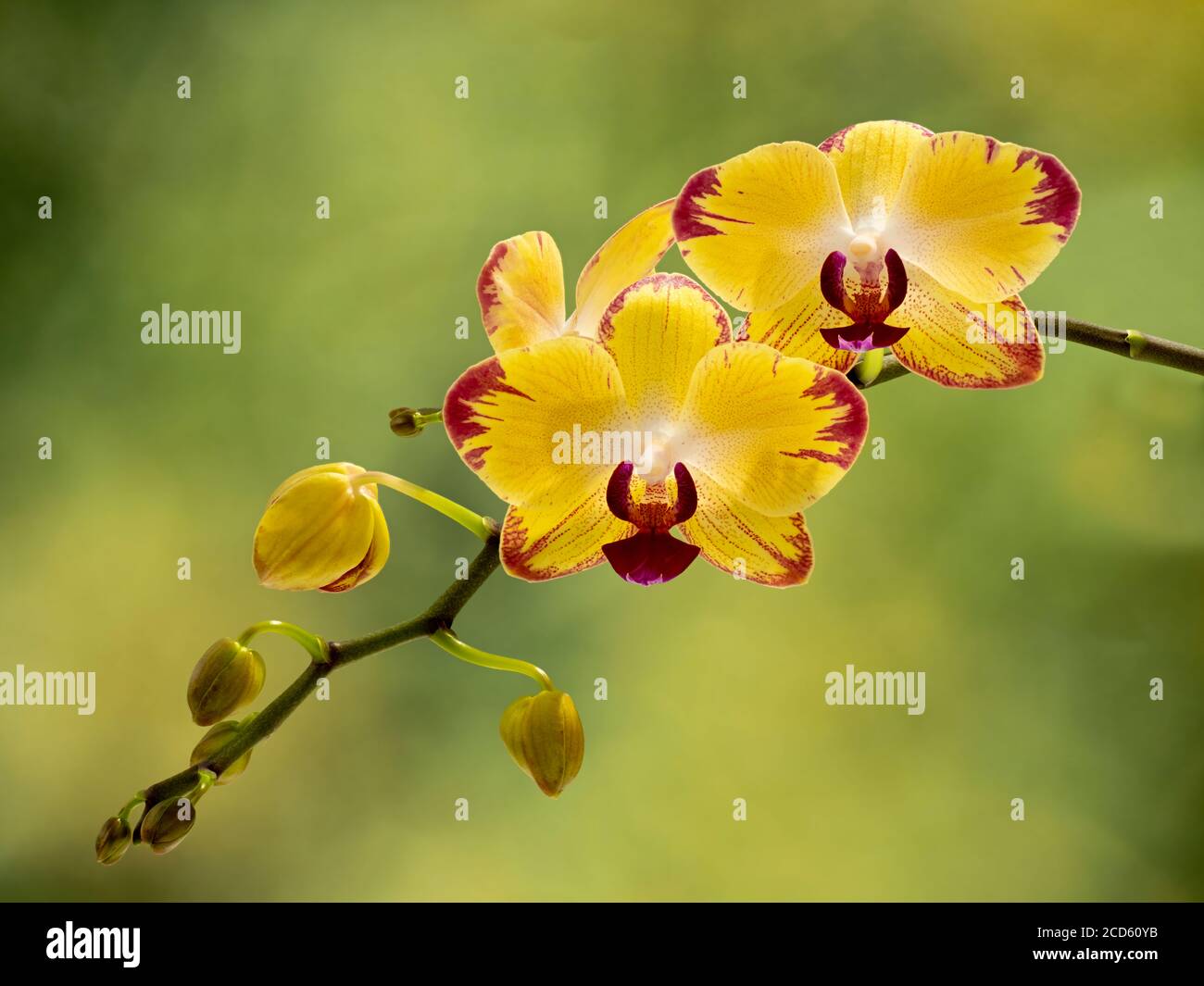 Gros plan d'orchidées jaunes et rouges Banque D'Images