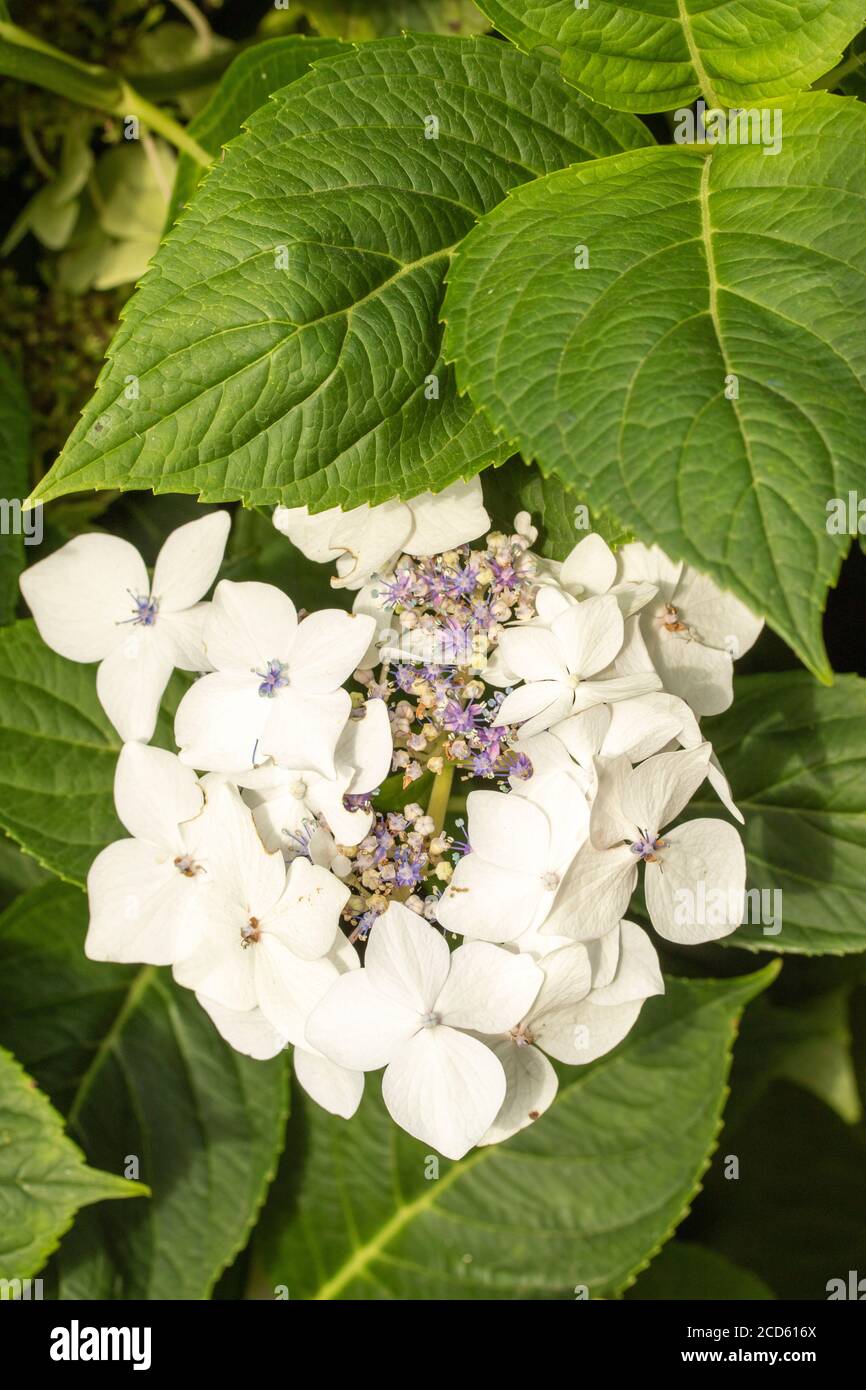 Photo de fleur en gros plan Hydrangea 'Lanarth White' Banque D'Images