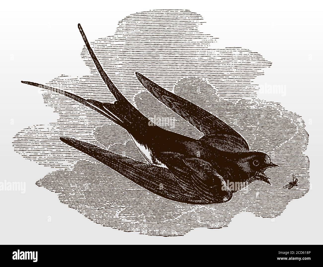 L'hirundo rustica, une grange volante qui tente de capturer un insecte, après une illustration antique du XIXe siècle Illustration de Vecteur