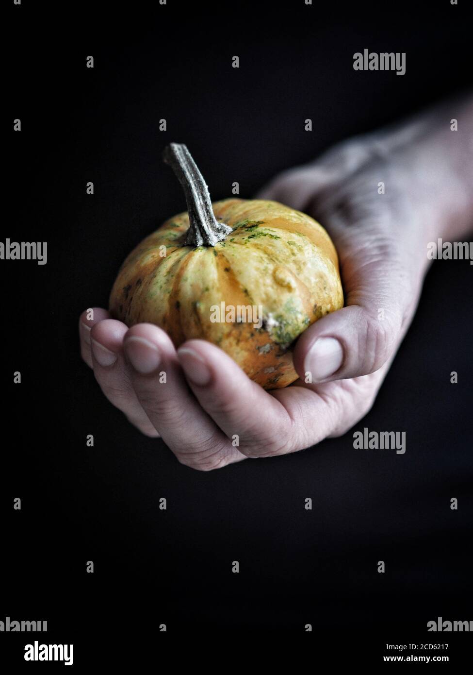 Citrouille décorative jaune dans la main de la femme avec fond noir. Banque D'Images