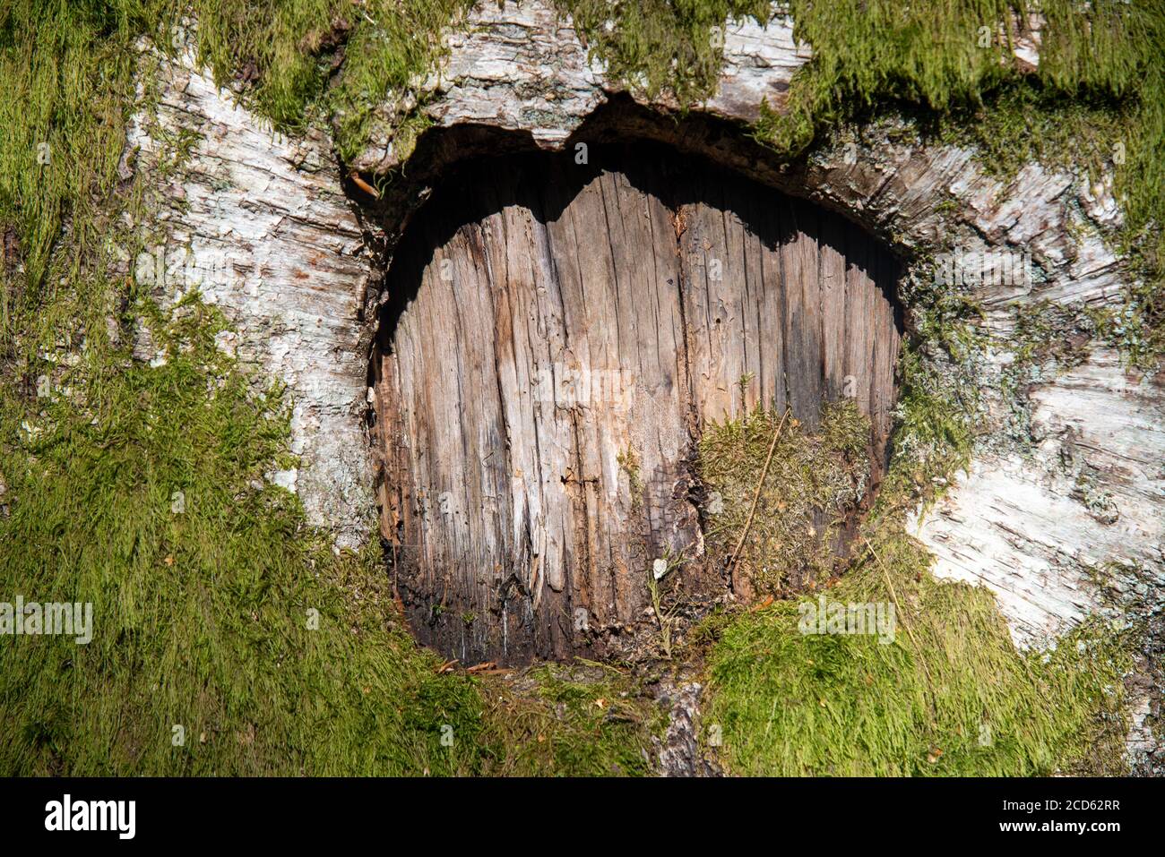 Trou dans birchtree en France Banque D'Images