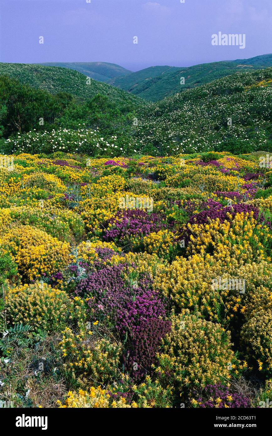 Paysage avec beaucoup de fleurs sauvages, péninsule de Sagres, Portugal Banque D'Images