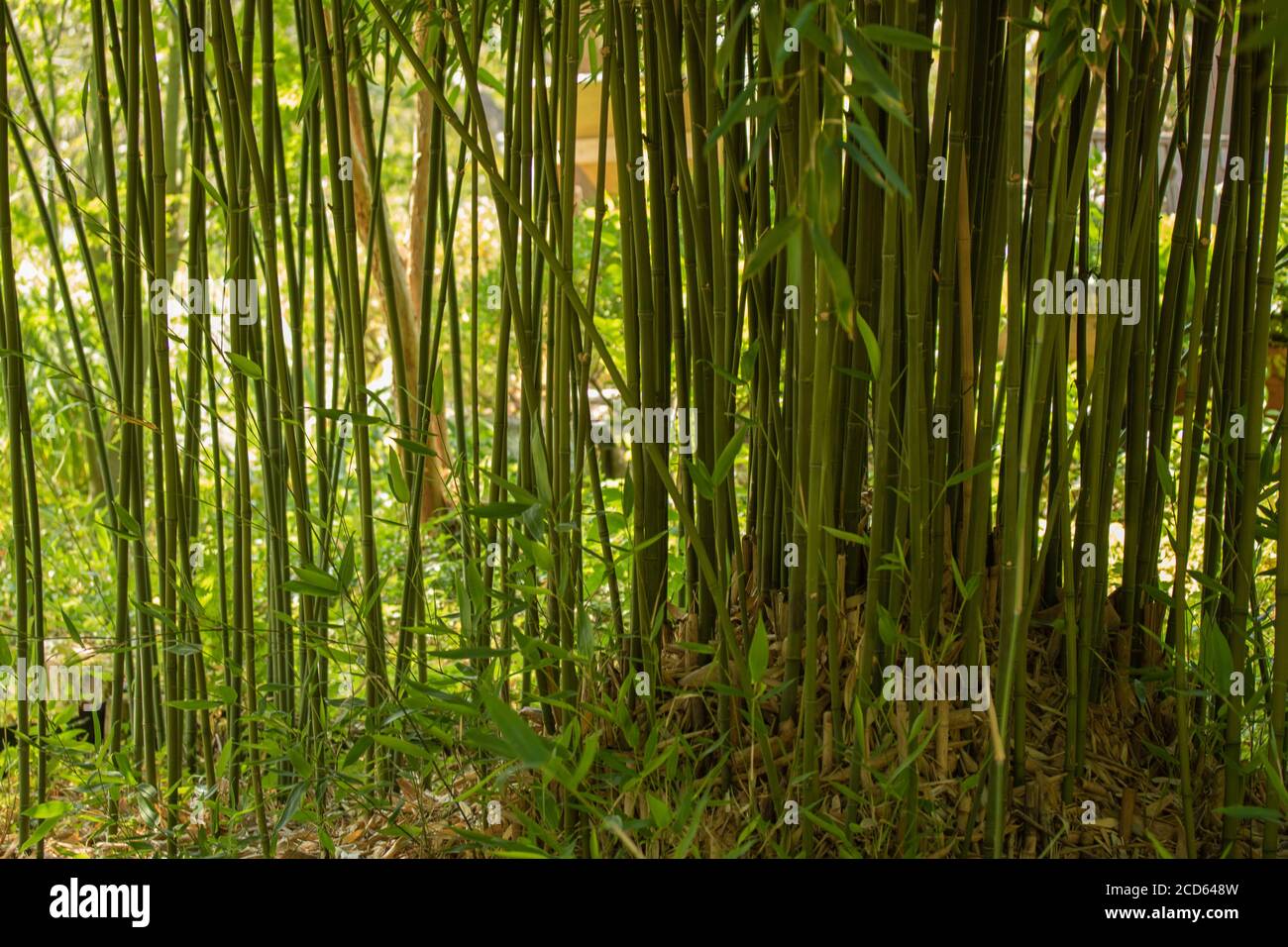 Phyllostachys Purpurata (bambou anglais) formant un écran naturel rétroéclairé dans un jardin ensoleillé réglage Banque D'Images