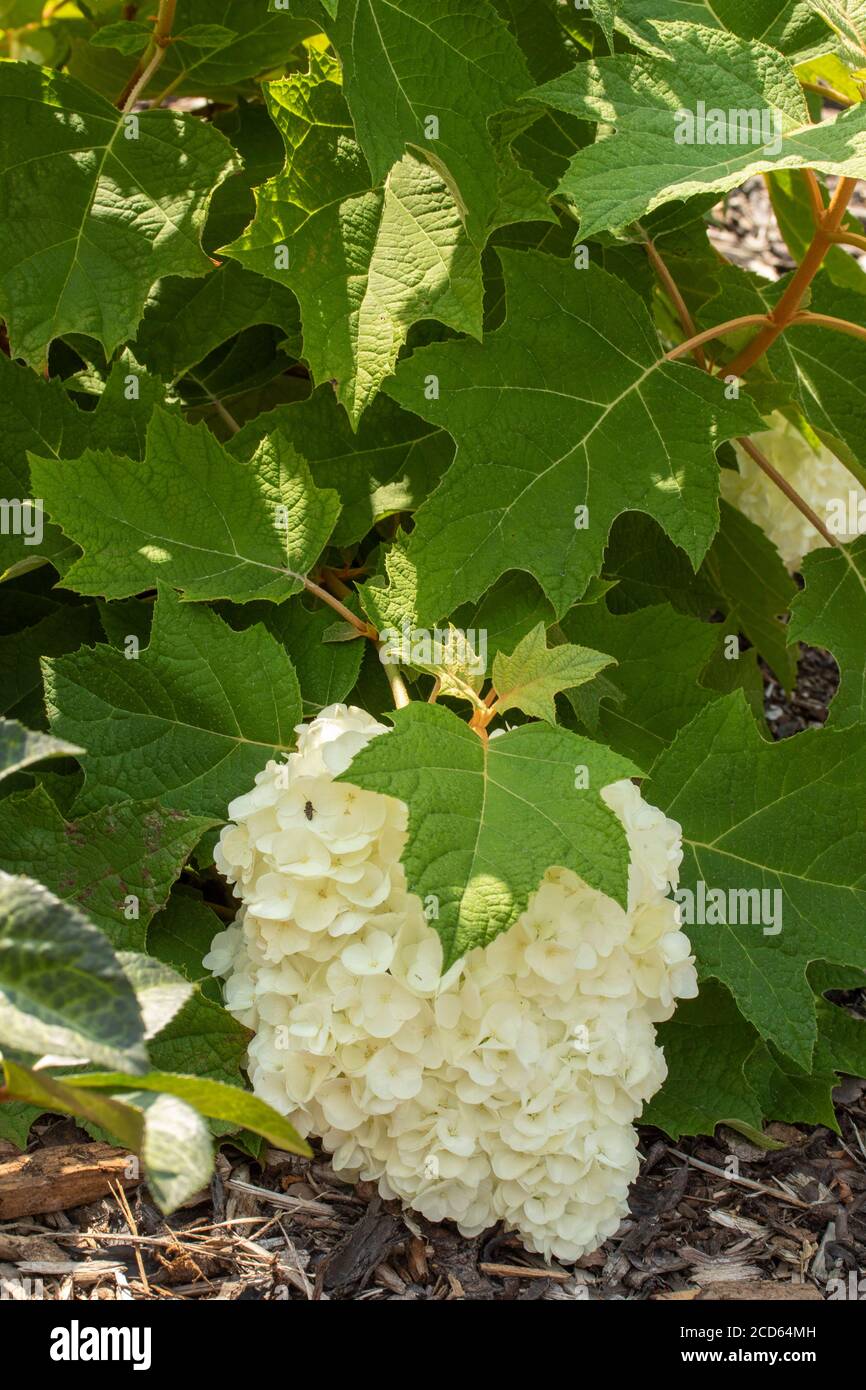 Hydrangea Quercifolia « harmonie » Banque D'Images