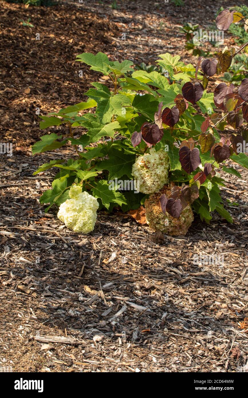 Hydrangea Quercifolia « harmonie » Banque D'Images
