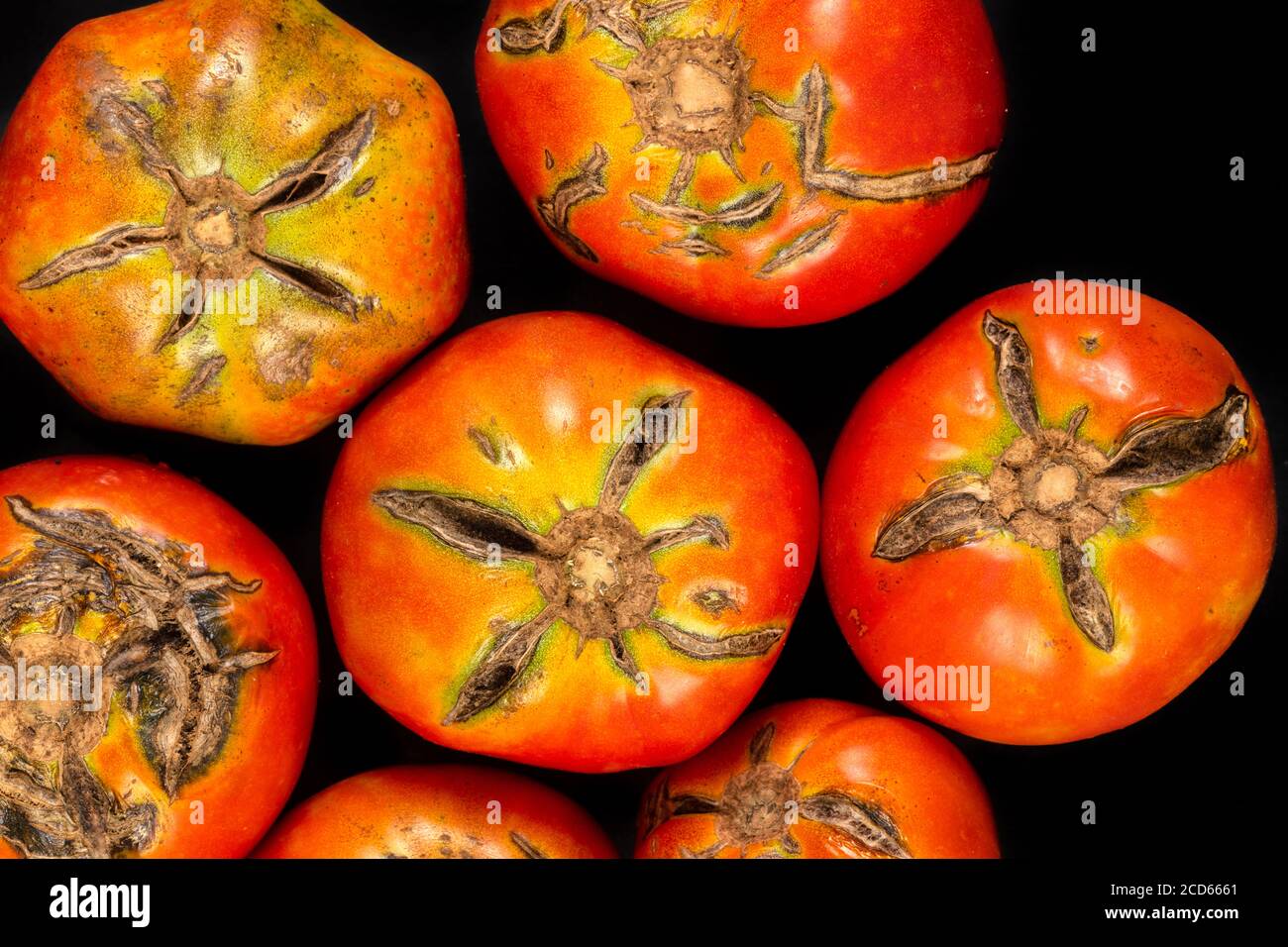 Tomates fissurées dues à la pluie après la sécheresse. Concept de problème de jardinage. Banque D'Images