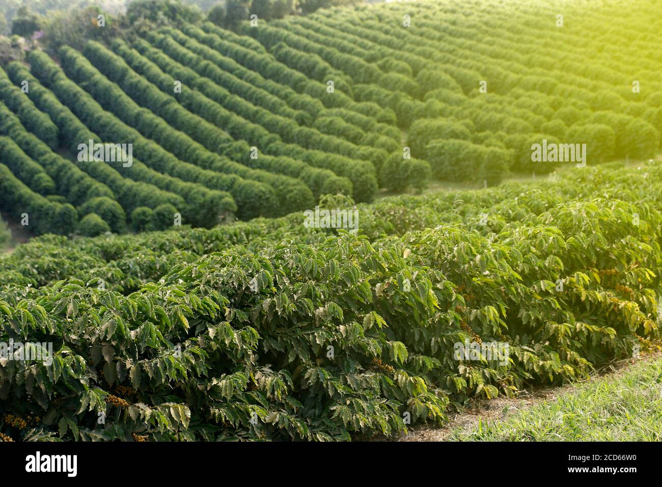 Ferme avec vue sur la plantation de café. L'agrobusiness. Récolte de café avec des grains jaunes, vert et bleu ciel. Banque D'Images