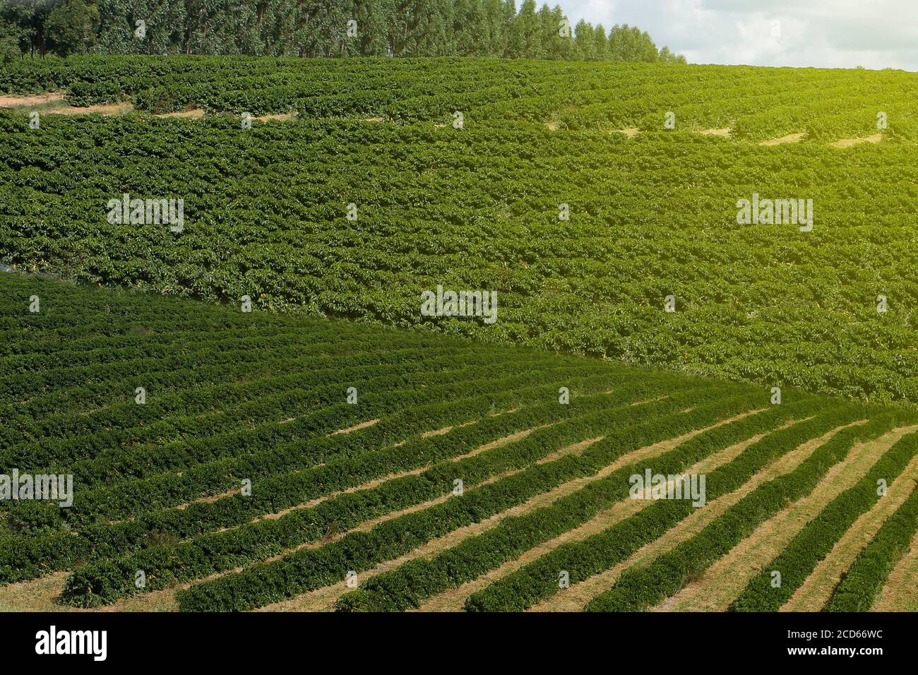 Ferme avec vue sur la plantation de café. L'agrobusiness. Récolte de café avec des grains jaunes, vert et bleu ciel. Banque D'Images