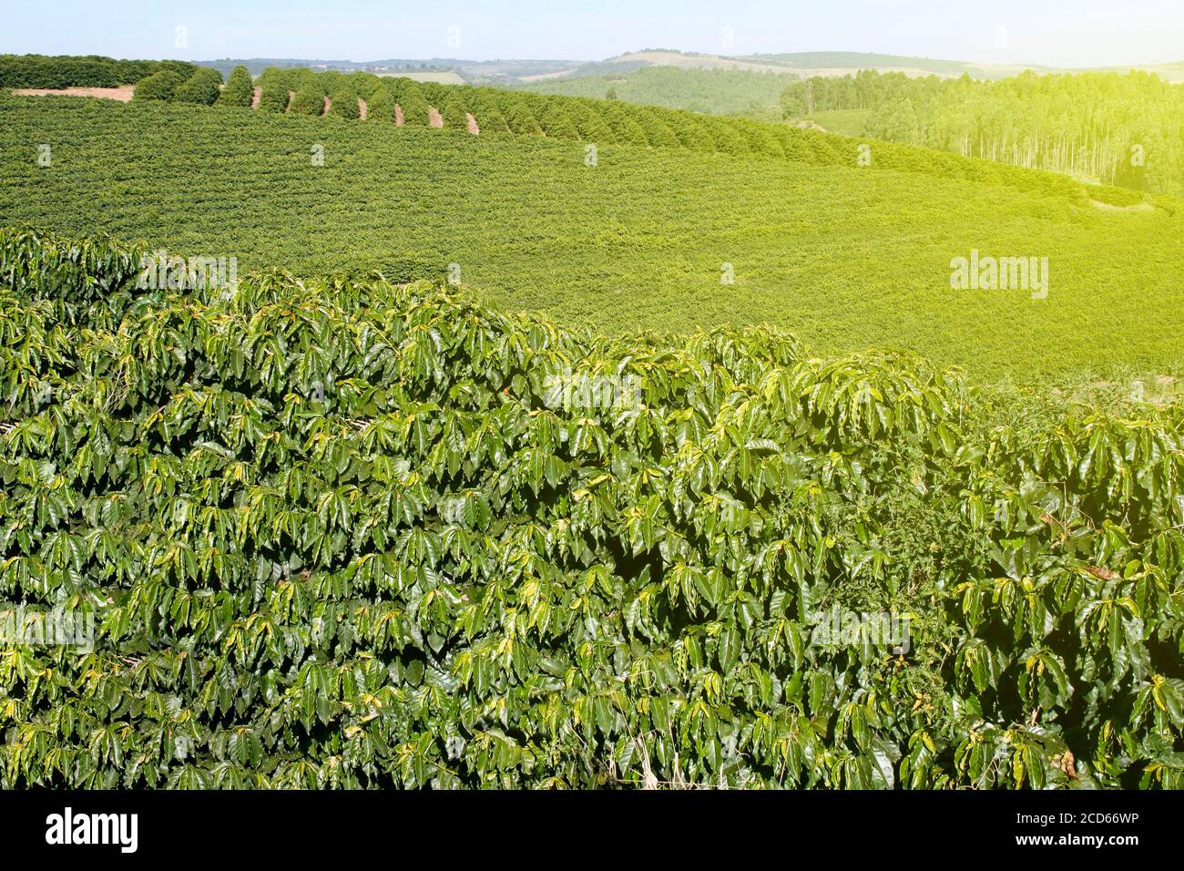 Ferme avec vue sur la plantation de café - Café à la ferme Brésil - Cafe do Brasil Banque D'Images
