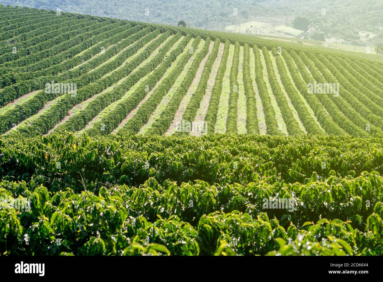 Ferme avec vue sur la plantation de café - Café à la ferme Brésil - Cafe do Brasil Banque D'Images