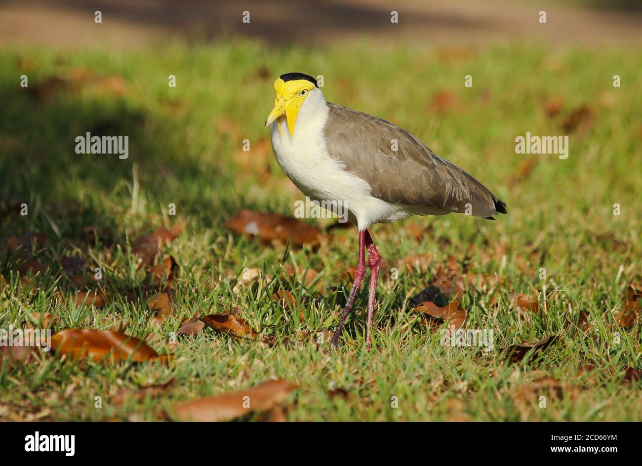 Un lapwing masqué, vanellus Miles, à Darwin, territoire du Nord, Australie. Banque D'Images