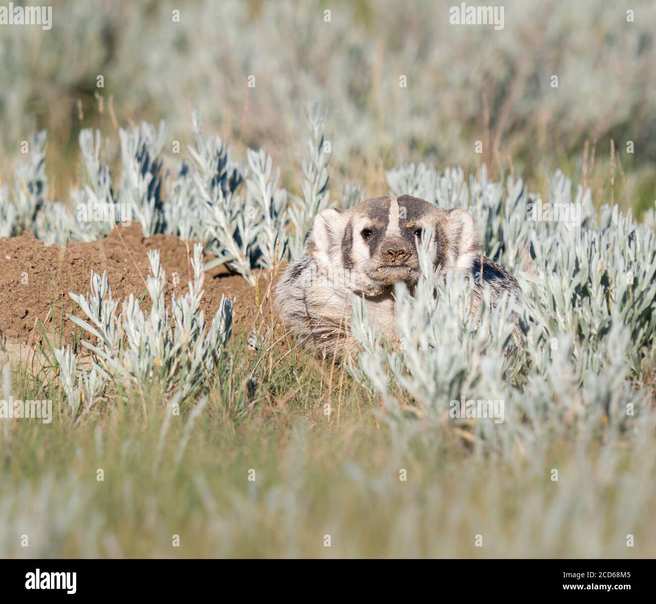 Badger dans les Prairies canadiennes Banque D'Images