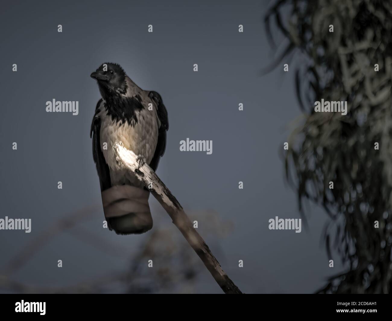 Portrait Sombre D Un Oiseau Corbeau Corbeau Noir Sur Fond Noir Photo Stock Alamy