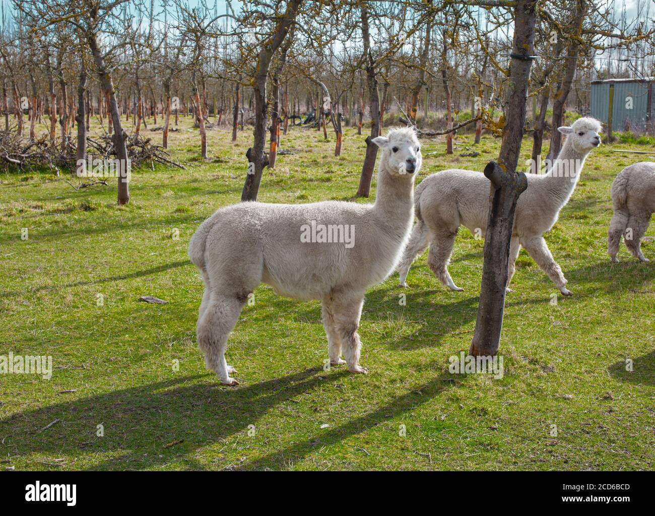 Campagne néo-zélandaise : sites emblématiques des kiwis : alpacas (Vicugna pacos) Banque D'Images