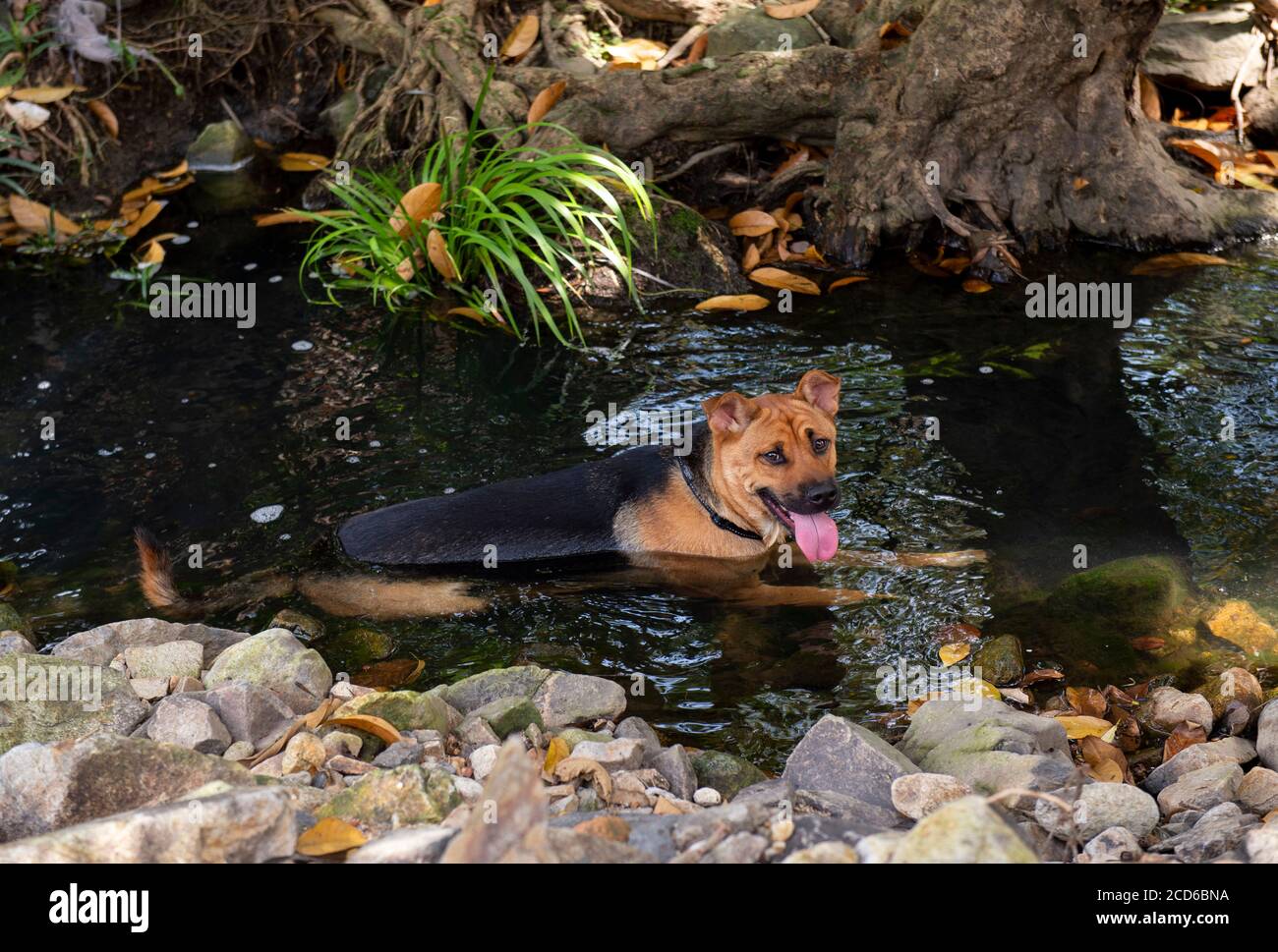 Hong Kong, Chine : 26 août 2020. Un chien se rafraîchit dans un ruisseau à Natures Harvest Farm à Pak Shui Wun, Port Shelter Hong Kong. Avec des températures de 351/4 de Banque D'Images