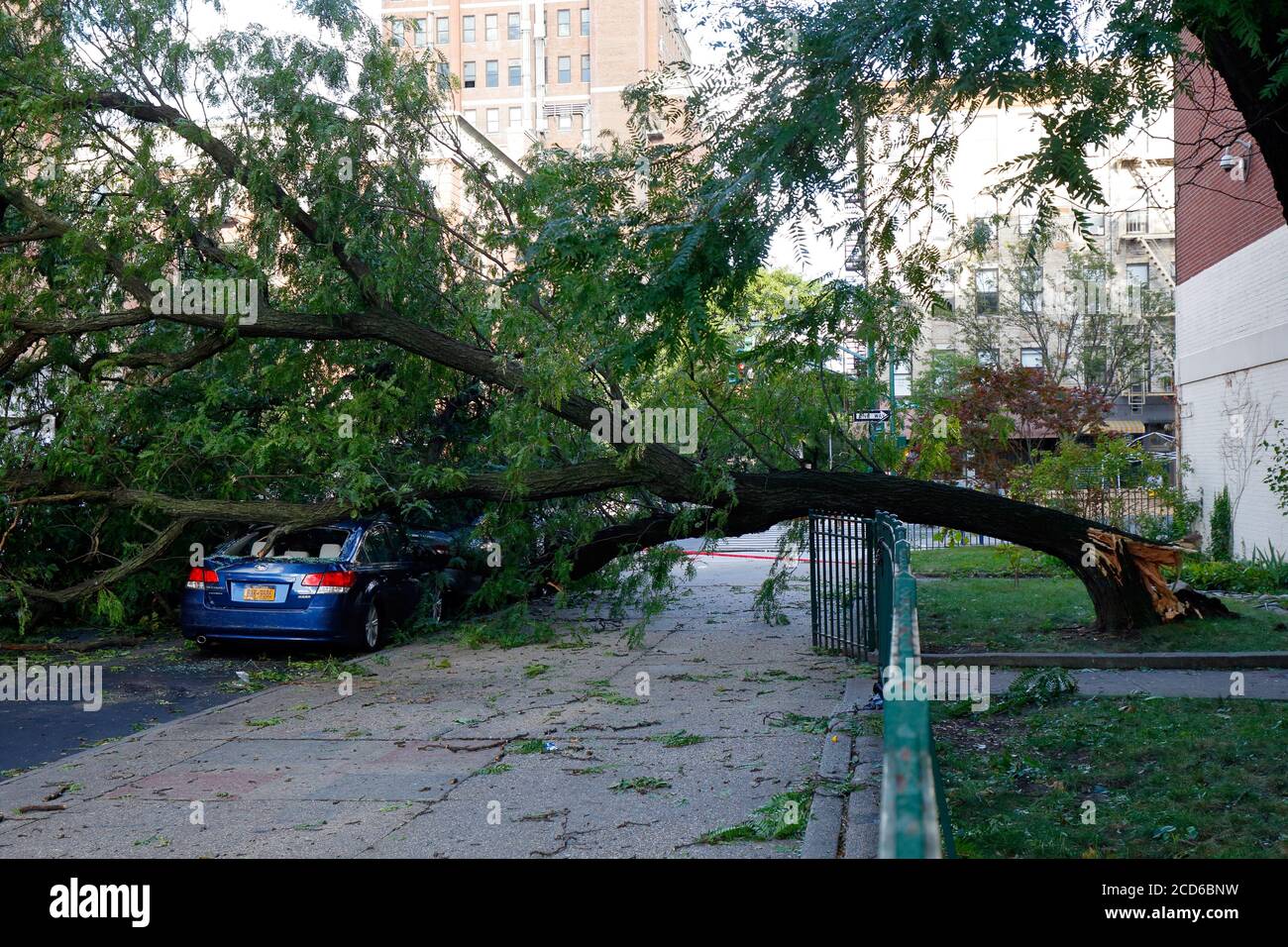 Une voiture bleue endommagée par un arbre renversé par de forts vents de la tempête tropicale Isaias, New York, 6 août 2020. Banque D'Images