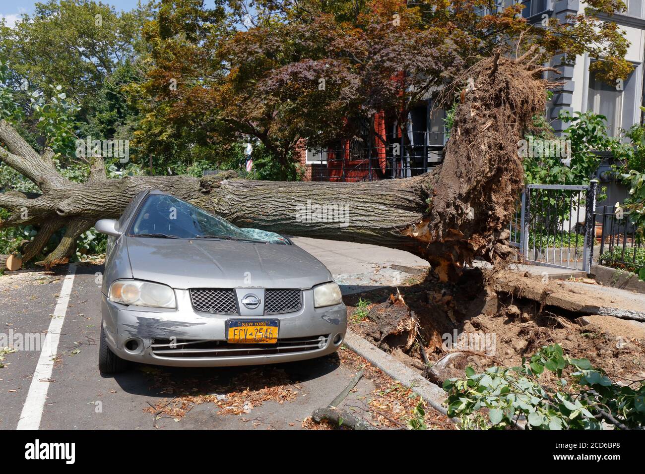 Une voiture endommagée par un arbre déraciné renversé par des vents forts de la tempête tropicale Isaias, New York, 5 août 2020. Banque D'Images