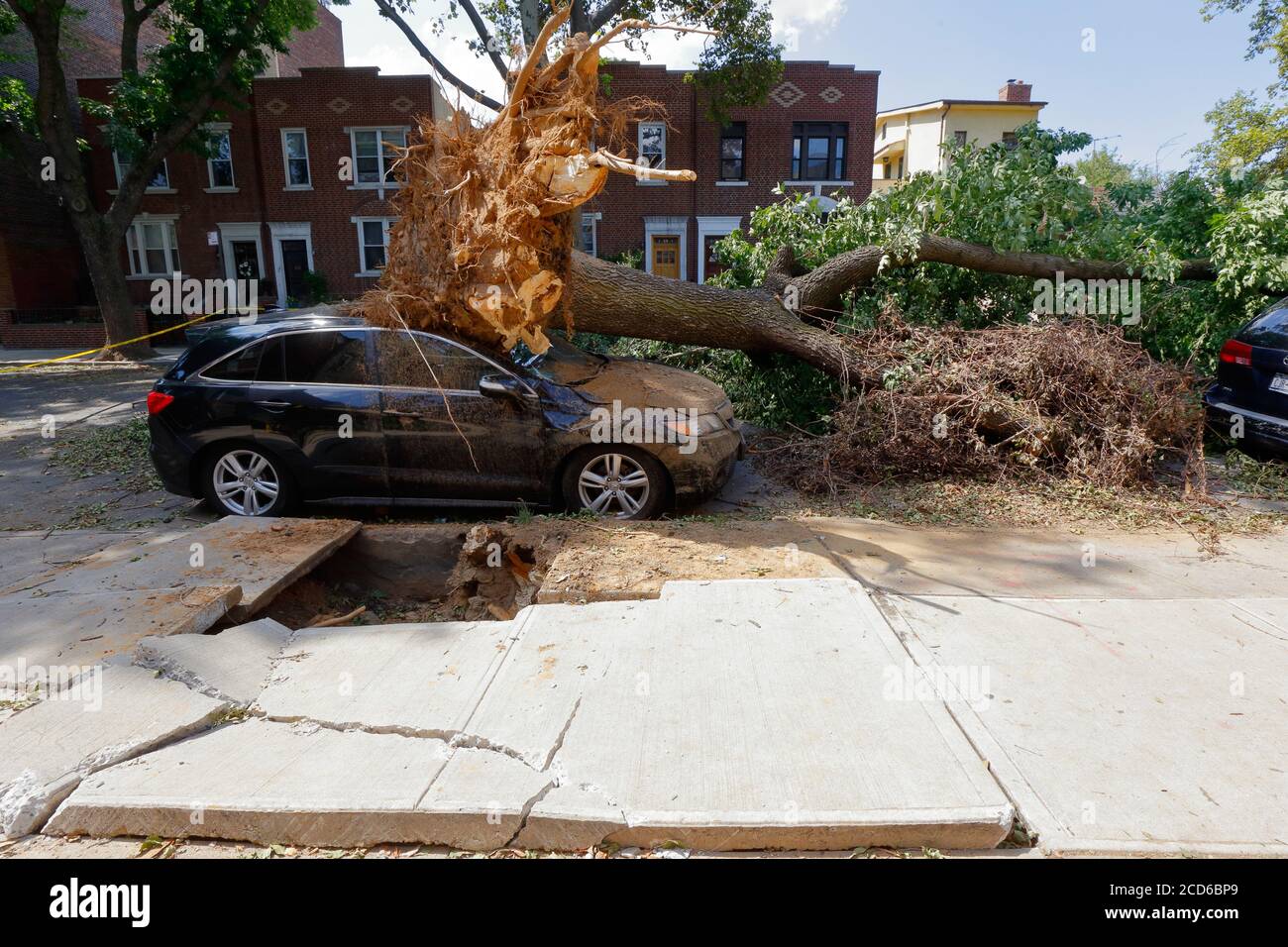 Une voiture noire endommagée par un arbre déraciné renversé par de forts vents de la tempête tropicale Isaias, New York City, 5 août 2020. Banque D'Images