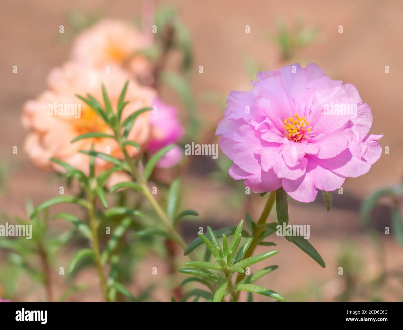 Rose mousse-Rose Purslane et Orange One flou d'arrière-plan Banque D'Images
