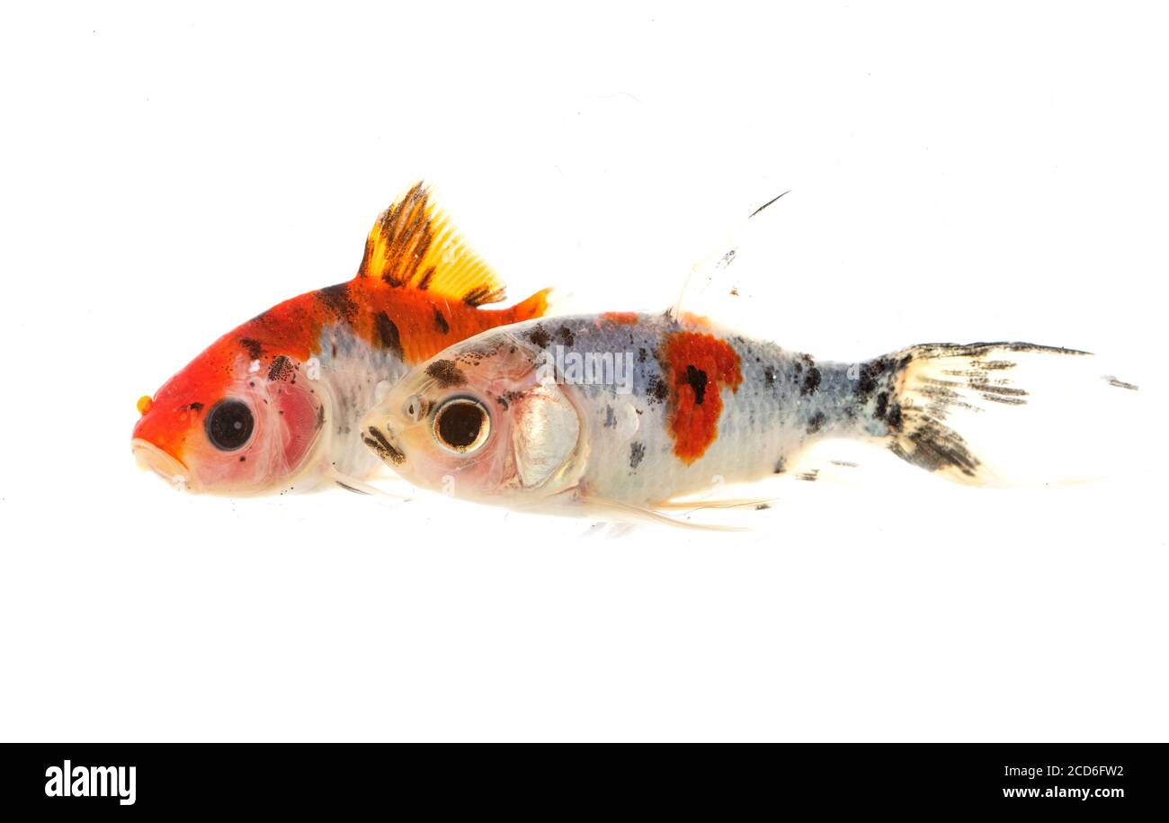 poisson rouge coloré devant un fond blanc Banque D'Images