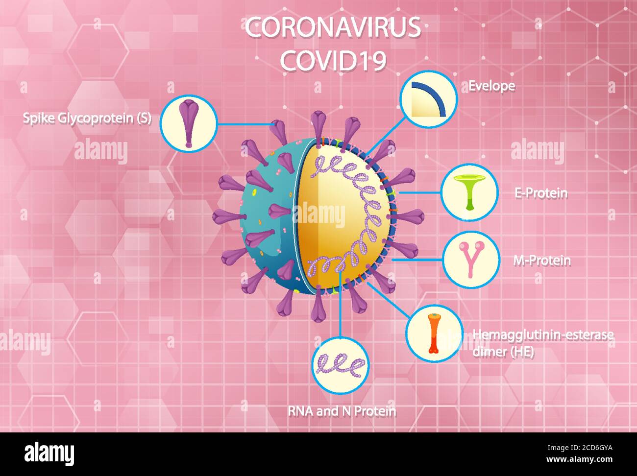 Schéma de l'illustration de la structure des particules du virus Corona Illustration de Vecteur