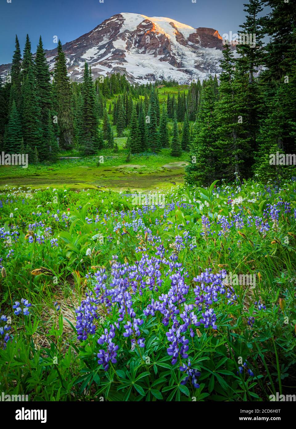Pré de fleurs sauvages au Paradise, le Mont Rainier, Washington, USA Banque D'Images