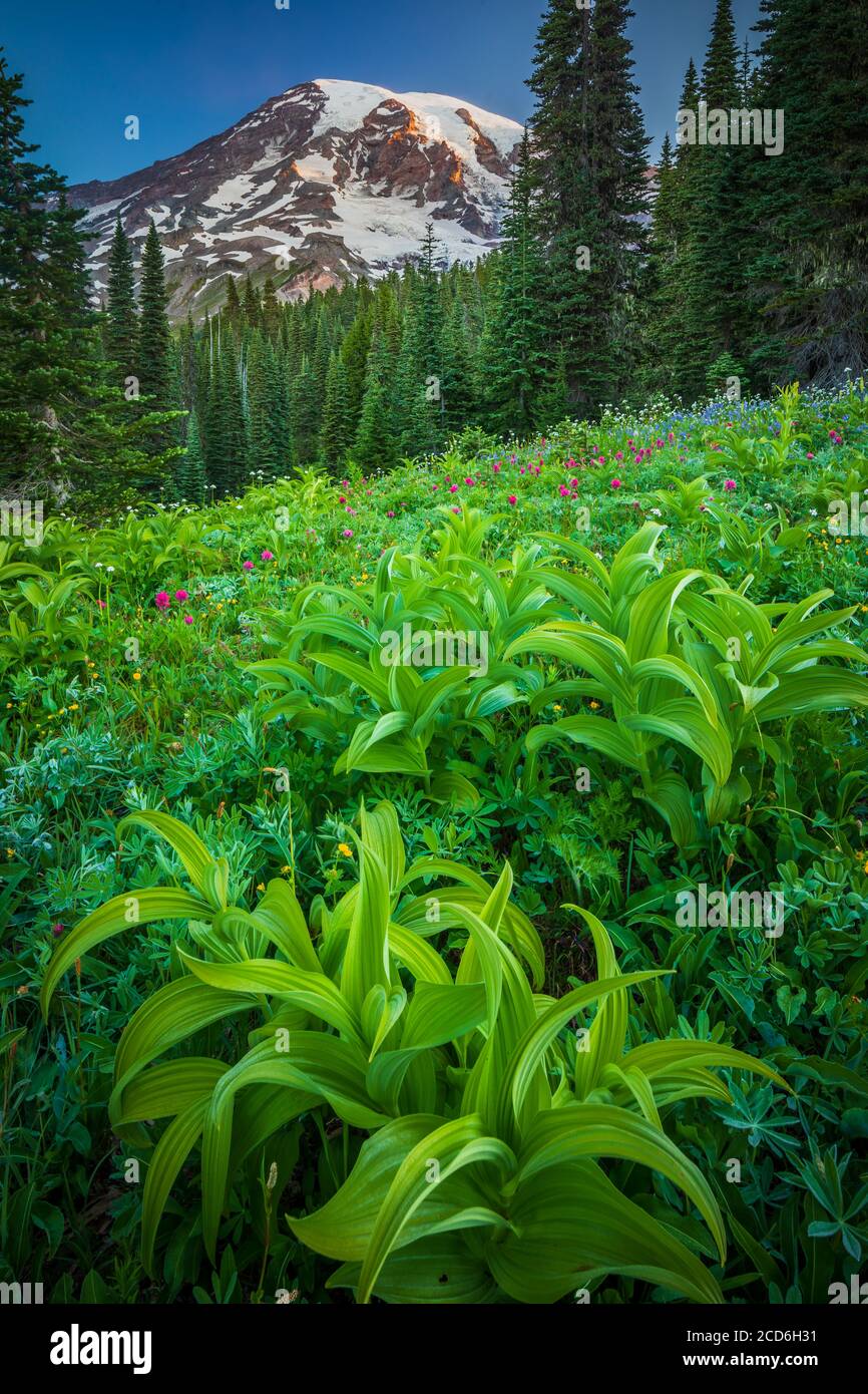 Pré de fleurs sauvages au Paradise, le Mont Rainier, Washington, USA Banque D'Images