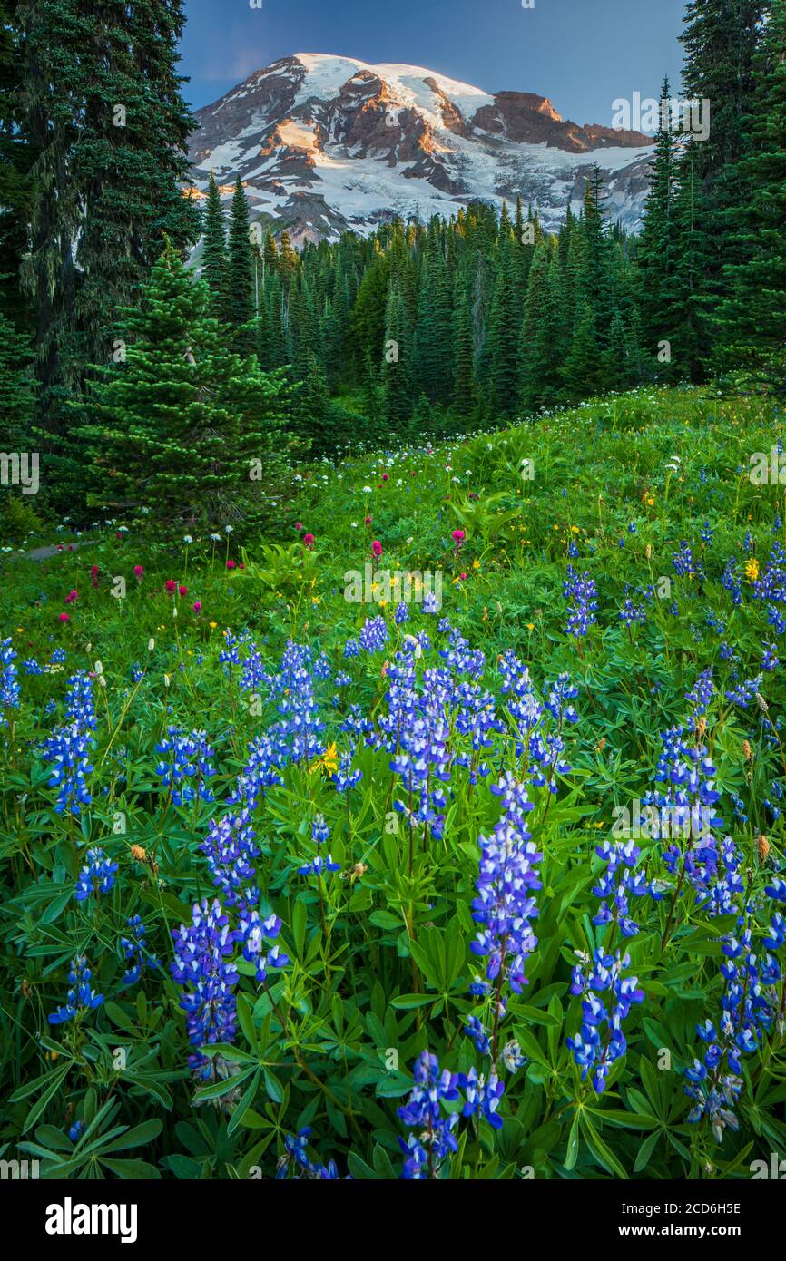 Carte Postale Ancienne - Ski Au Mont Rainier, Parc National, Washington - États-Unis