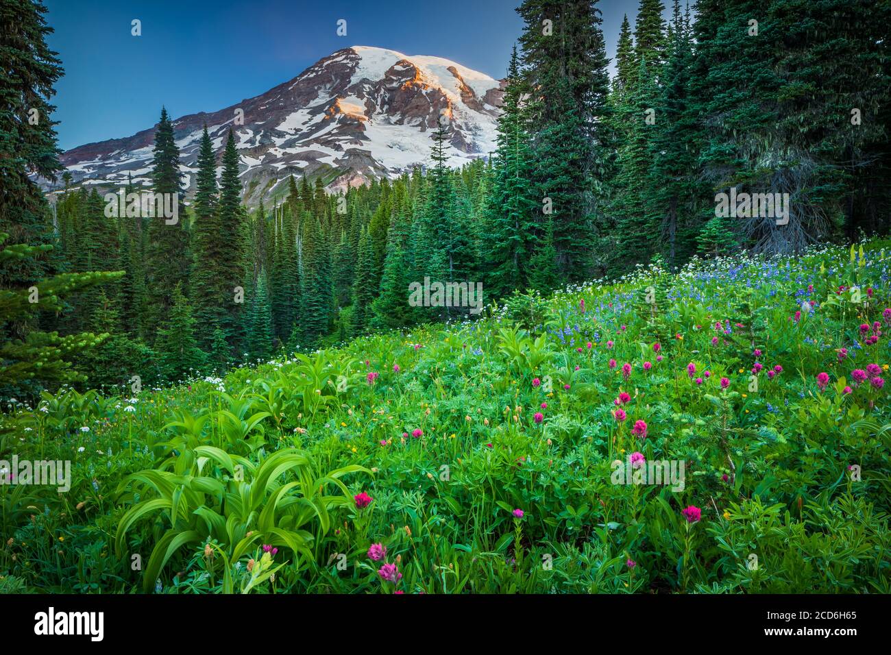 Pré de fleurs sauvages au Paradise, le Mont Rainier, Washington, USA Banque D'Images