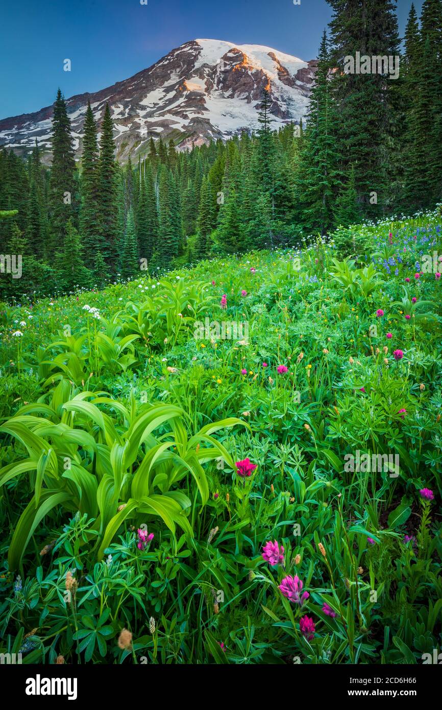 Pré de fleurs sauvages au Paradise, le Mont Rainier, Washington, USA Banque D'Images