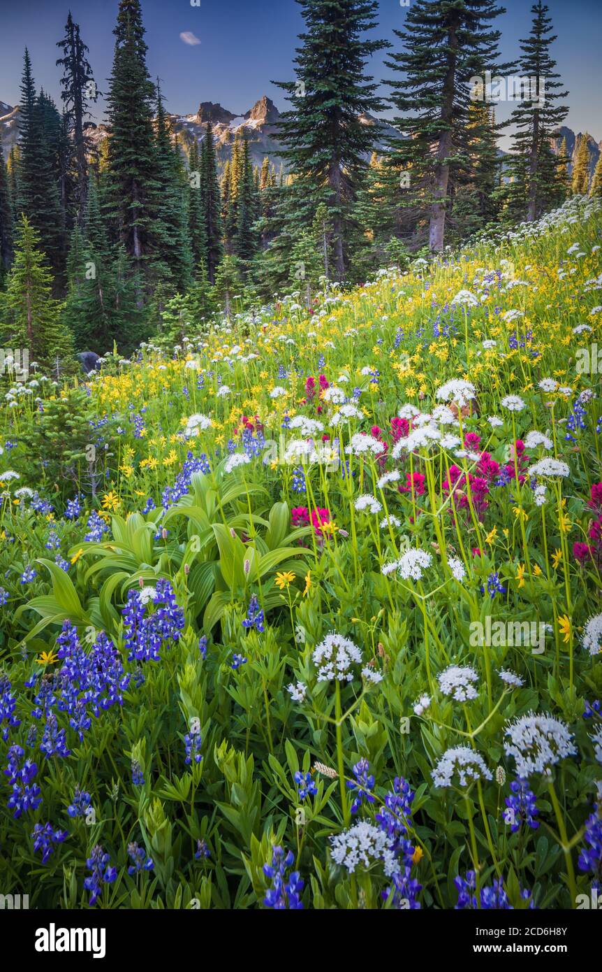 Pré de fleurs sauvages au Paradise, le Mont Rainier, Washington, USA Banque D'Images