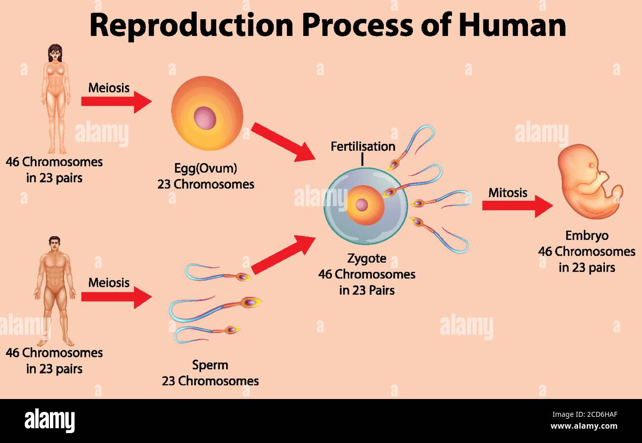 Processus de reproduction de l'illustration humaine Illustration de Vecteur