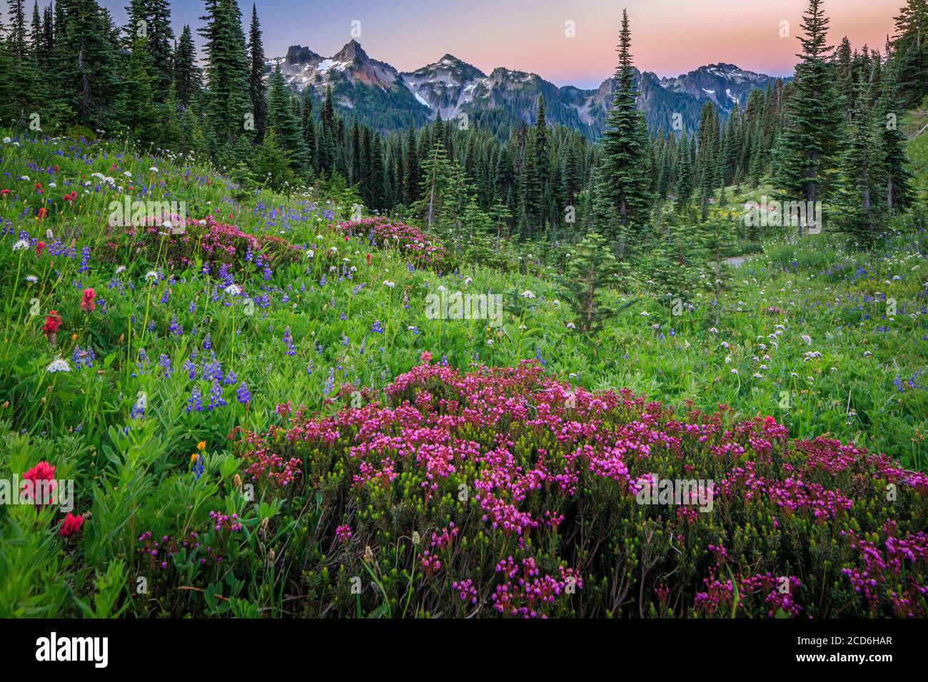 Pré de fleurs sauvages au Paradise, le Mont Rainier, Washington, USA Banque D'Images