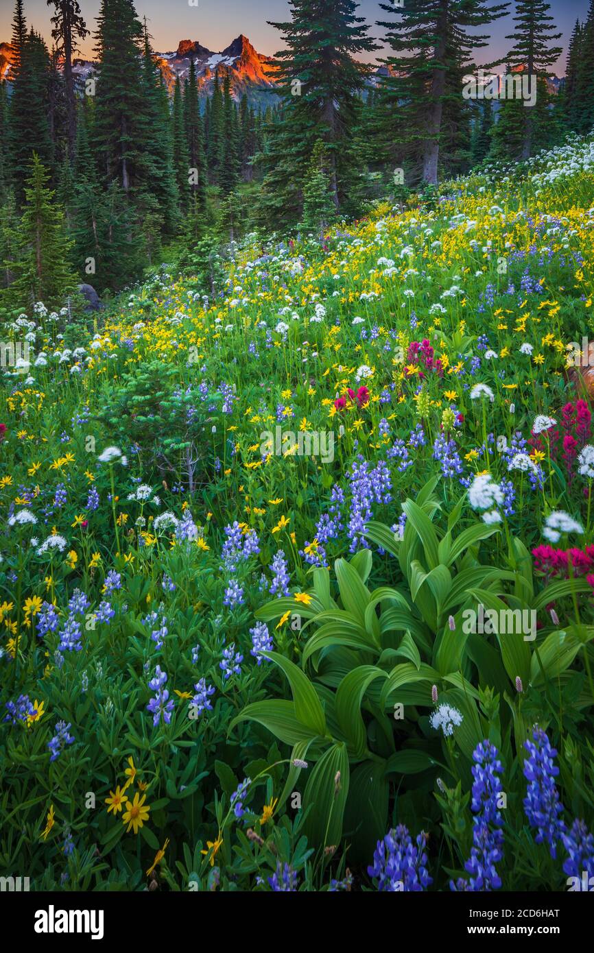 Pré de fleurs sauvages au Paradise, le Mont Rainier, Washington, USA Banque D'Images