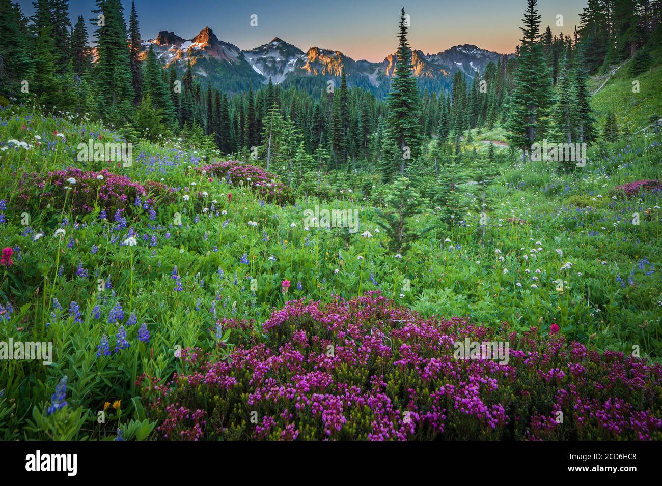 Pré de fleurs sauvages au Paradise, le Mont Rainier, Washington, USA Banque D'Images