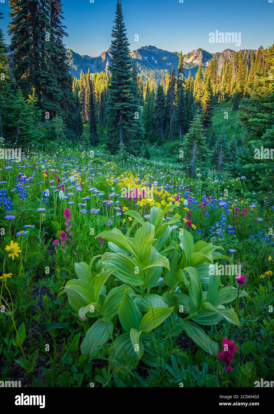 Pré de fleurs sauvages au Paradise, le Mont Rainier, Washington, USA Banque D'Images