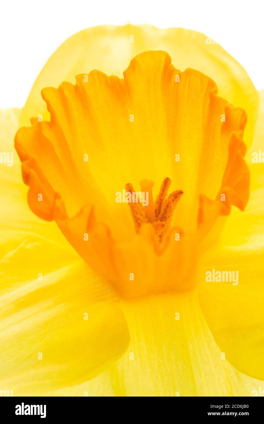 Vue rapprochée d'une belle fleur de jonquille à fleur de printemps jaune. Banque D'Images