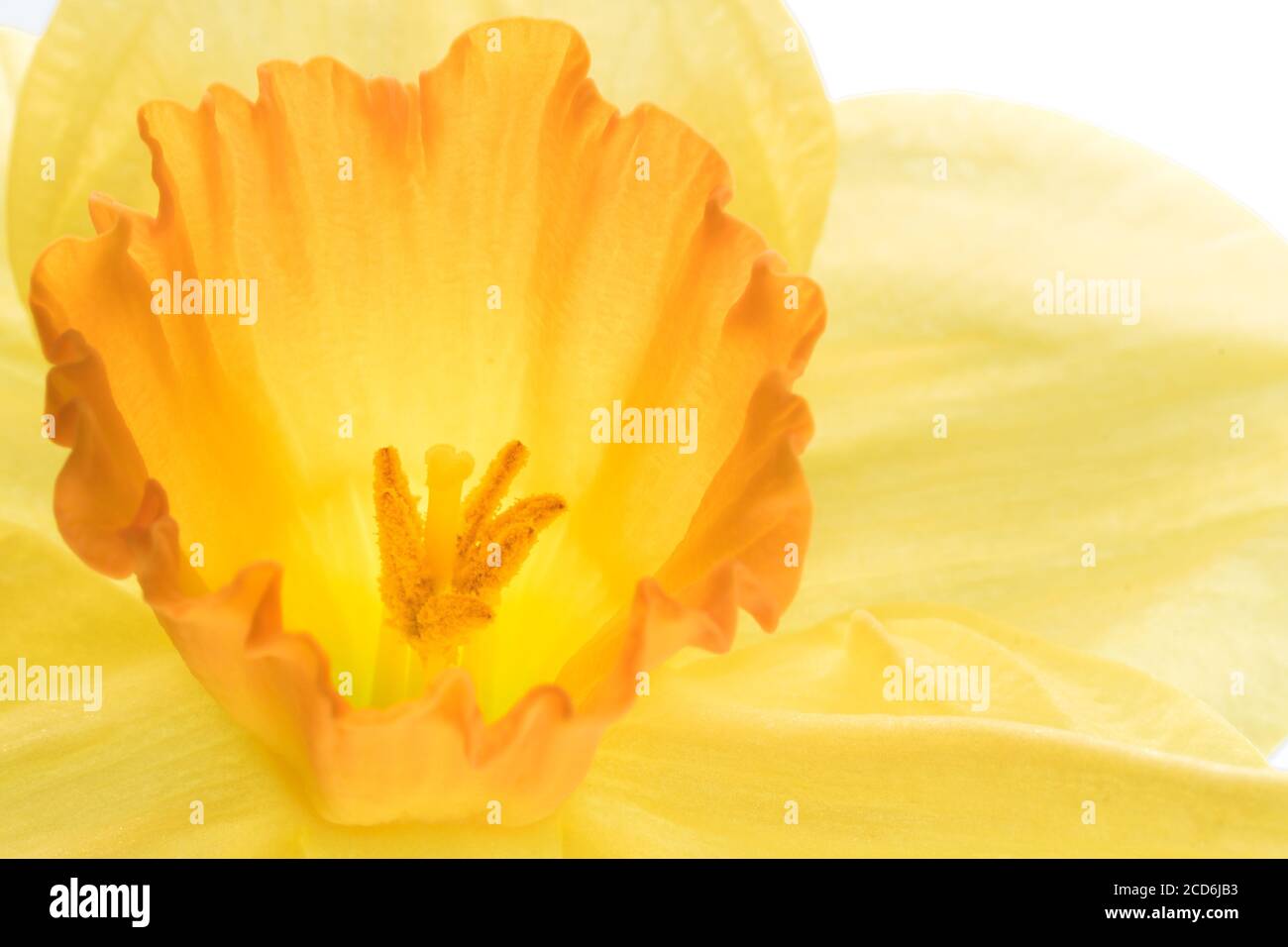 Vue rapprochée d'une belle fleur de jonquille à fleur de printemps jaune. Banque D'Images