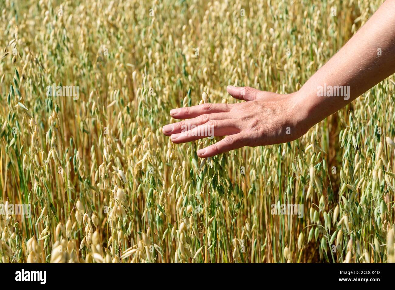 Main de fermier touche les oreilles de l'avoine de seigle. Oreilles vertes avec graines de céréales seigle blé avoine Banque D'Images